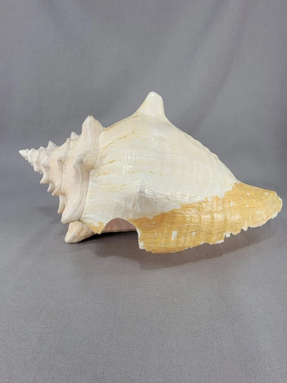 Vtg Natural Conch Seashell Shell Beach Nautical Home Decor Weathered Distressed